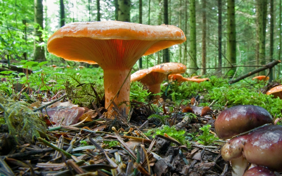 Edelreizger Pilz Edelreizger