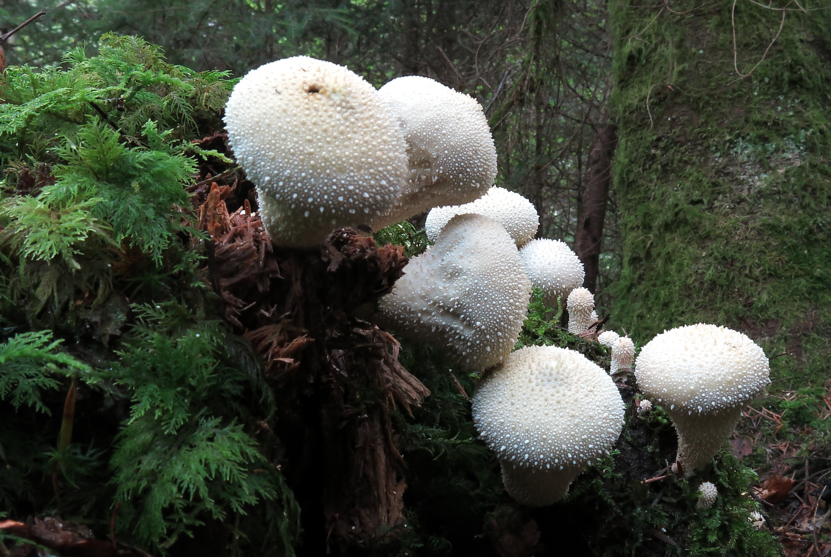 Flaschen-Stäubling Pilz Flaschen-Stäubling