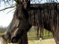 Unsere Stute Princess (Noriker vom Abtenauer Schlag) auf der Weide