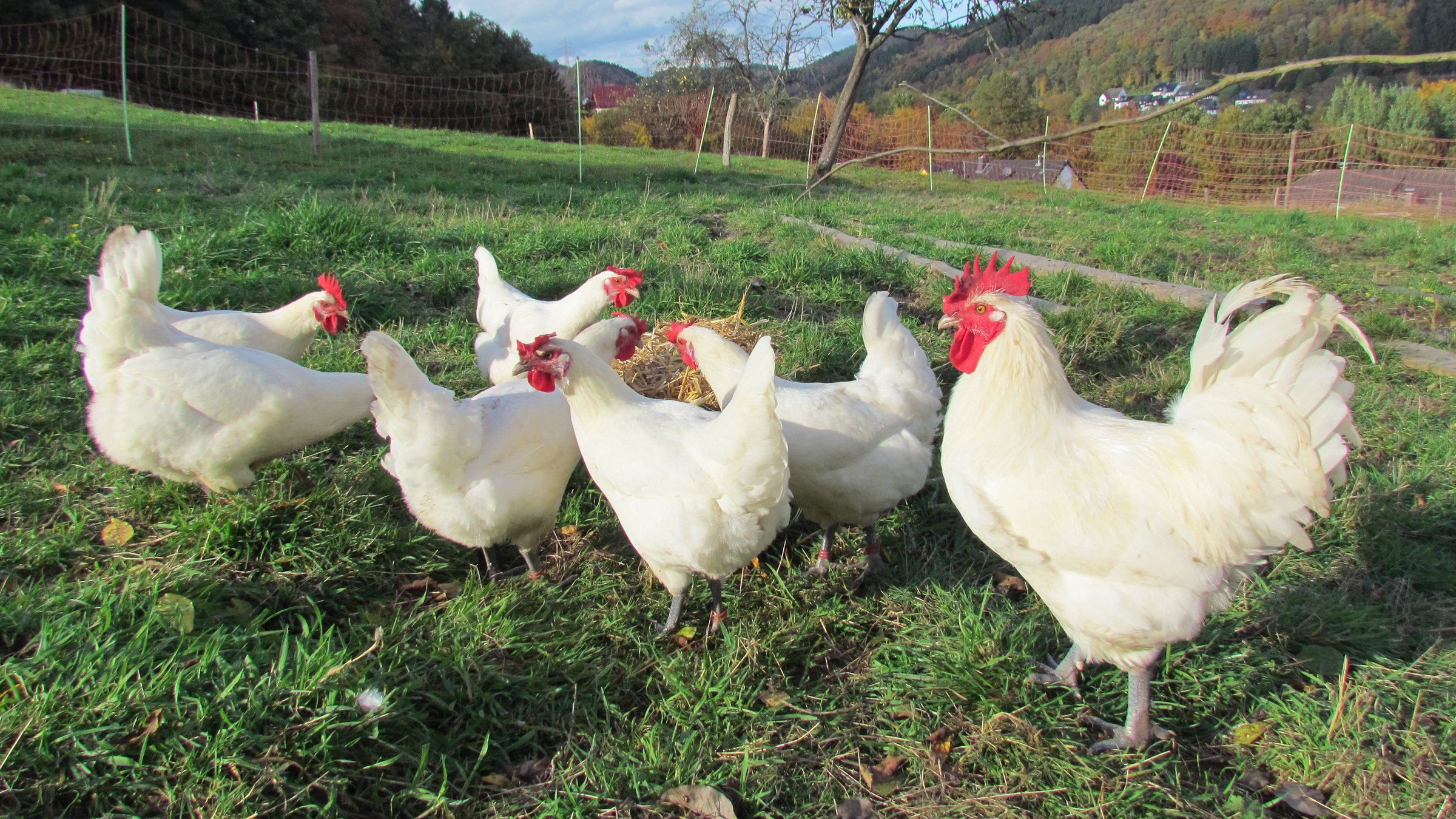 Zweinutzungshühner - mobil, gesund und geschmackvoll