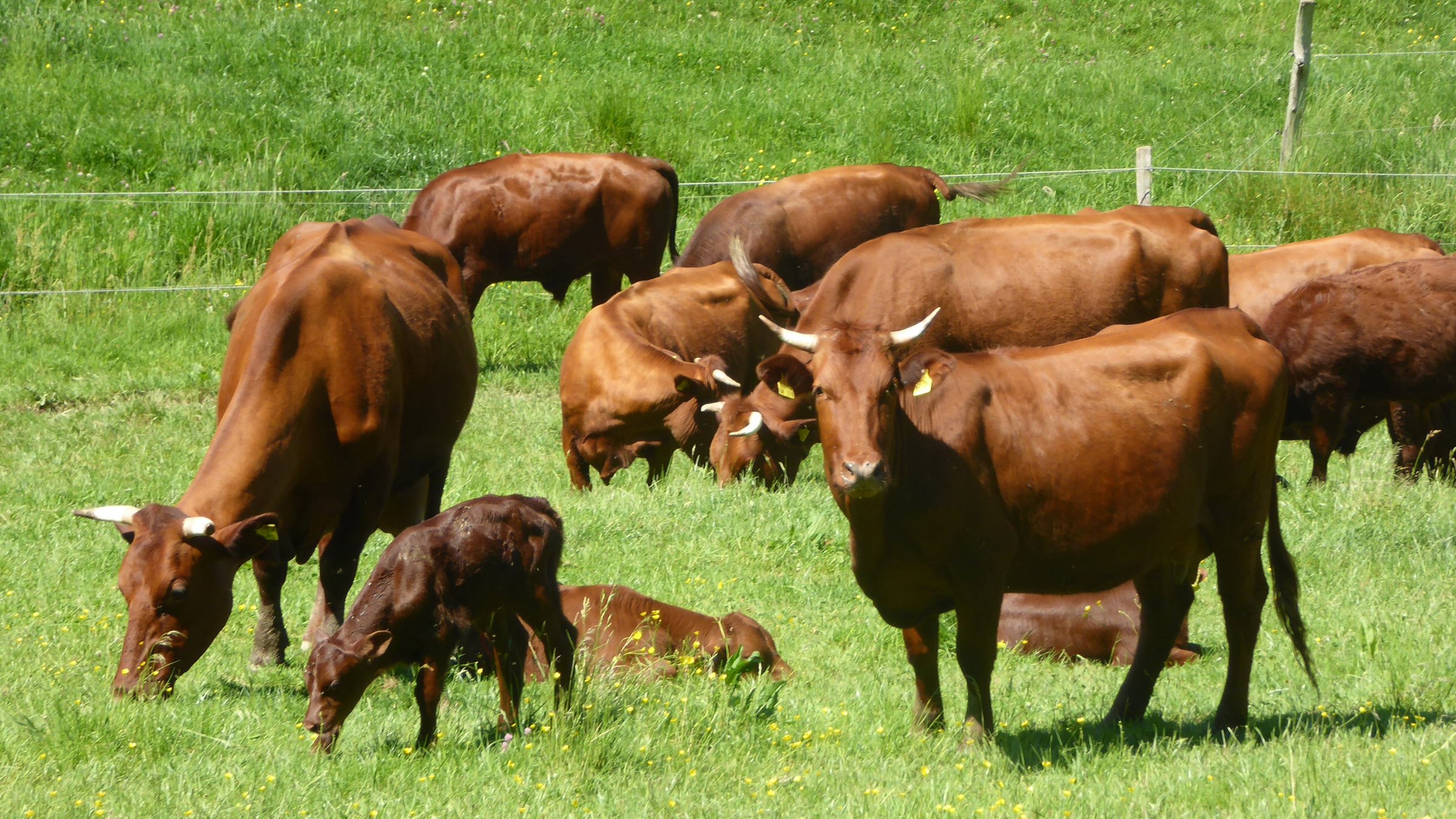 Einfach herrlich: Rotes Vieh auf grünen Weiden