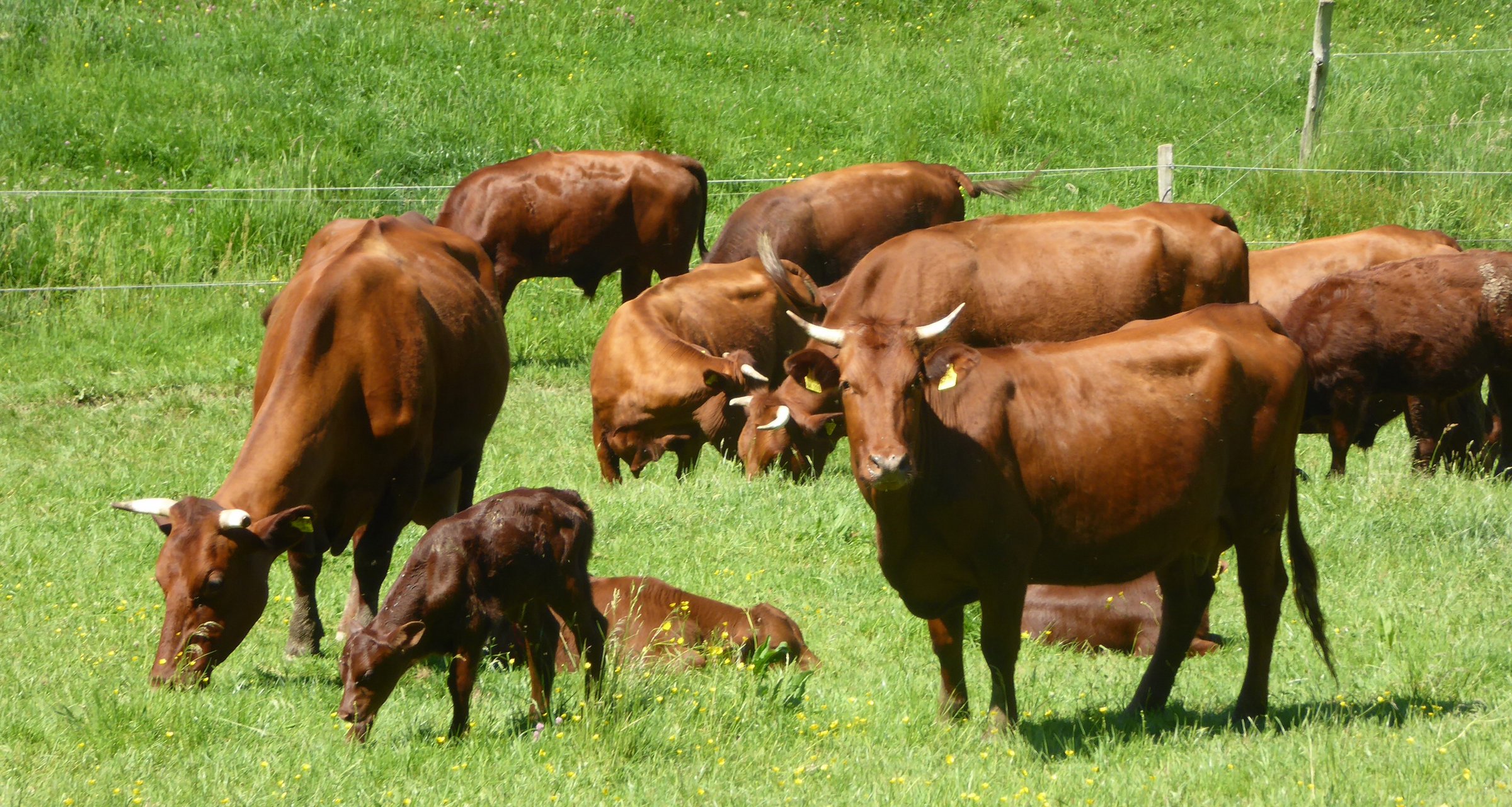 Einfach herrlich: Rotes Vieh auf grünen Weiden
