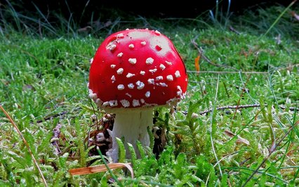 Fliegenpilz auf grüner Wiese