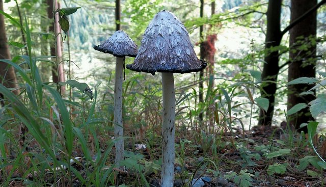 Pilz Tintling