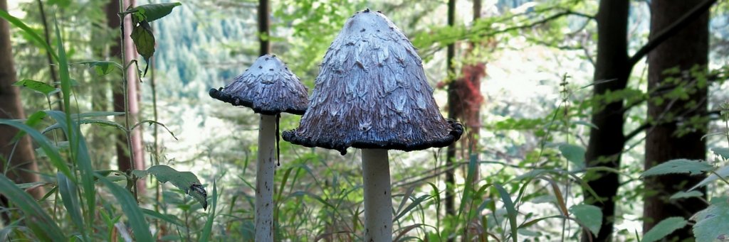 Pilz Tintling